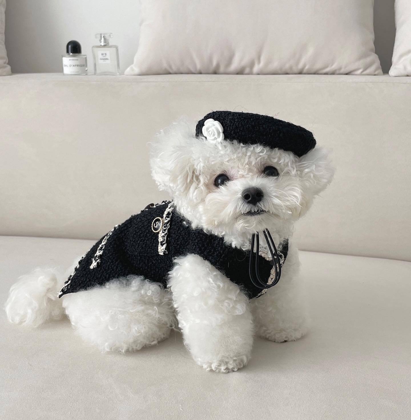 Pet Dog and Cat clothes