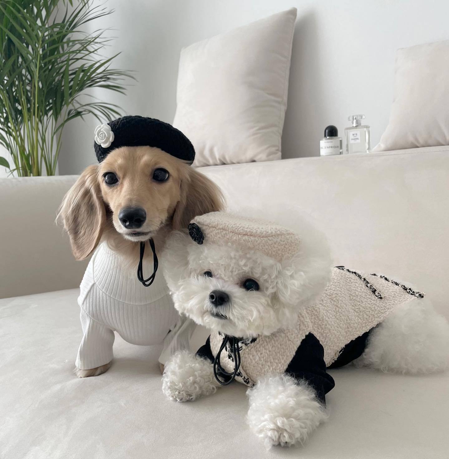 Pet Dog and Cat clothes